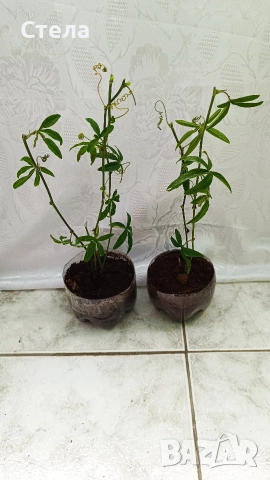 Пасифлора, бял Бенджамин, Сансевиера, мексиканска мента, Копривка , снимка 8 - Градински цветя и растения - 51170707