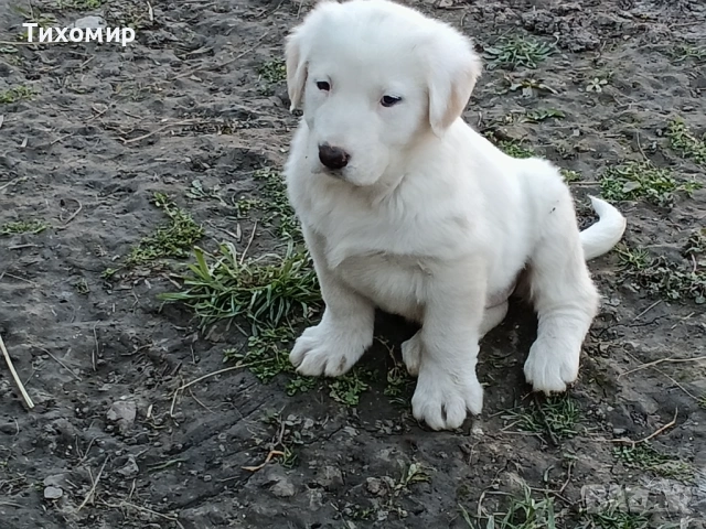 Алабай , снимка 3 - Алабай - 53407632