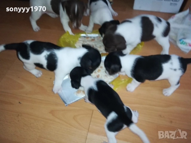 JACK RUSSELL-БЕБЕТА ДЖАК РЪСЕЛ 1609250639, снимка 10 - Джак ръсел териер - 51727864