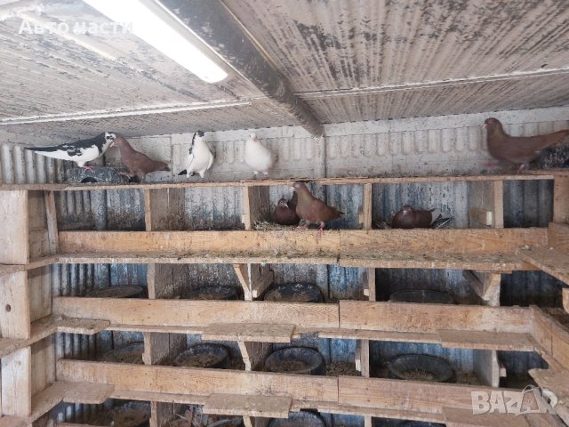 пазарджишки високолетачи.със добри полети, снимка 13 - Гълъби - 41818427