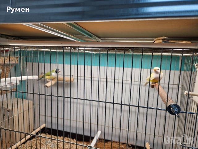 Гулдови амадини чифтове, снимка 6 - Амадини - 52976074