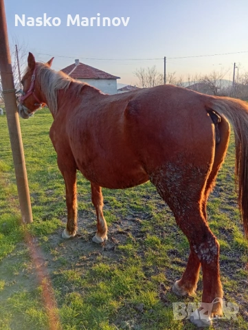 6г кобила прегатна спокойна 