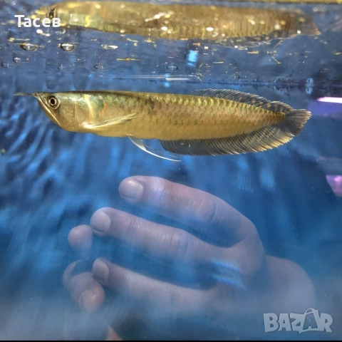 Арована сребърна 25см