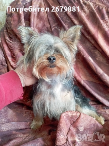 Йоркширски териер 