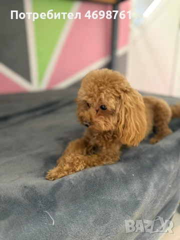 Той пудел, снимка 4 - Пудели - 52968261