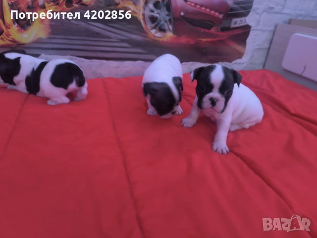 Френски булдог бебета 