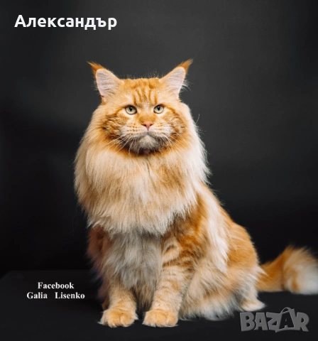 Котенца Мейн Куун с родословие, снимка 8 - Мейн кун - 53618290