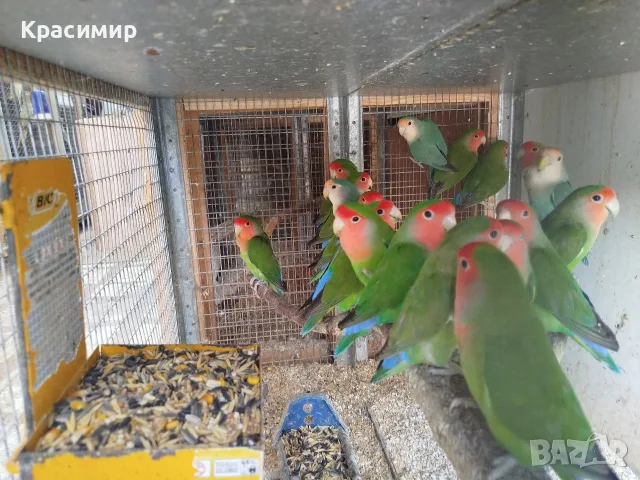 различни видове птици , снимка 2 - Папагали - 56153805