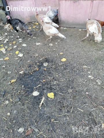 Домашни пуйки