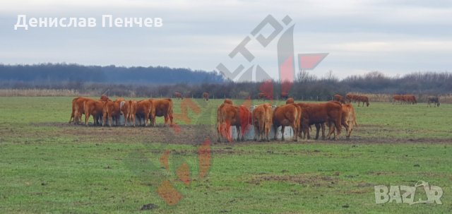 Кръгла пасищна хранилка за крави или коне PH-12S, снимка 3 - За селскостопански - 34653833