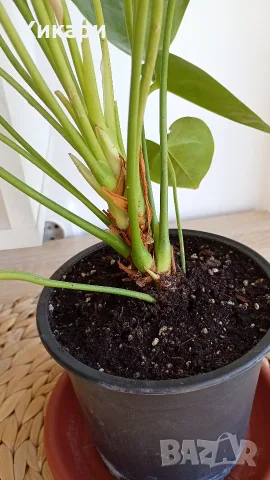 Антуриум с цвят /Anthurium/, снимка 4 - Стайни растения - 56308000