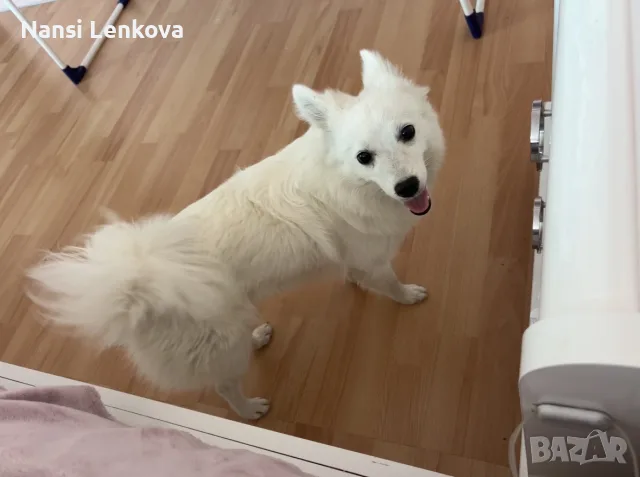🐶 Продавам немски шпиц – 8 месеца ❤️ Продавам женско кученце от породата немски шпиц, на 8 месеца, 