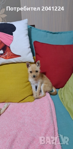 Малко кученце , снимка 2 - Померан - 51964332