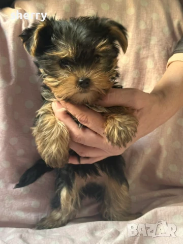 Мини йоркита , снимка 1