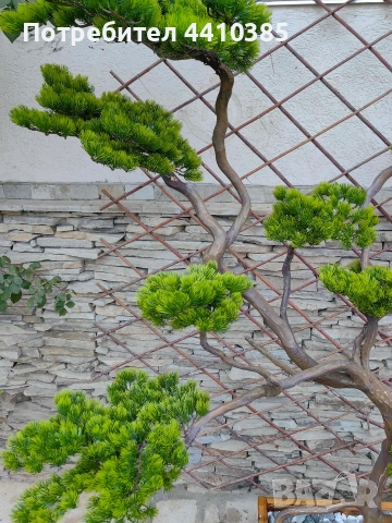 ръчно изработен бонсай Японски стил(уникат) , снимка 2 - Декорация за дома - 52833000