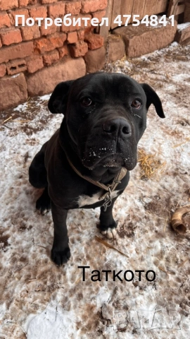 Бебета кане корсо родени на 16.01.2026, снимка 6 - Кане корсо - 53705865