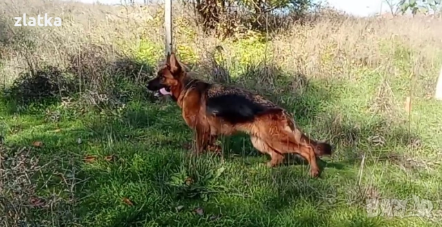 Продавам немска овчарка, снимка 2 - Немска овчарка - 52380806