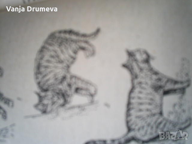 Знаете ли всичко за котката -библиотека Хоби, снимка 4 - Езотерика - 36127301