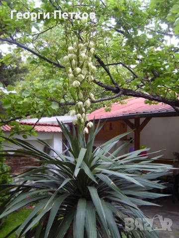 Студоустойчива палма Юка,дворна, снимка 9 - Градински цветя и растения - 52918084