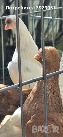 Продавам Будапещенски