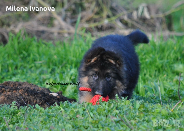 Мъжко кученце с дълъг косъм от развъдник , снимка 2 - Немска овчарка - 52903412