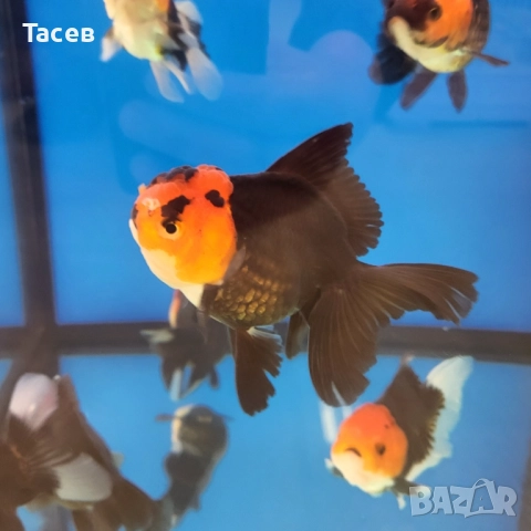 Оранди 9-10см