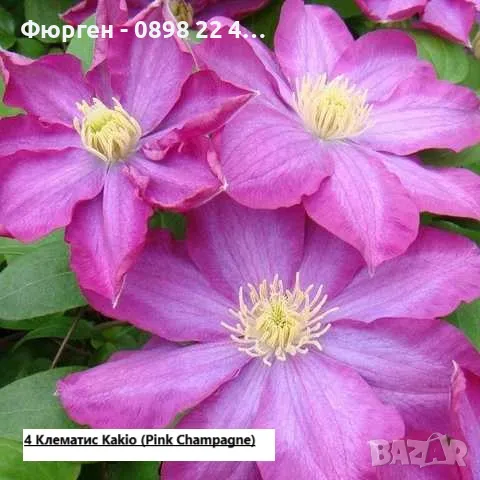 Клематис налични 28 вида, снимка 4 - Разсади - 48740865