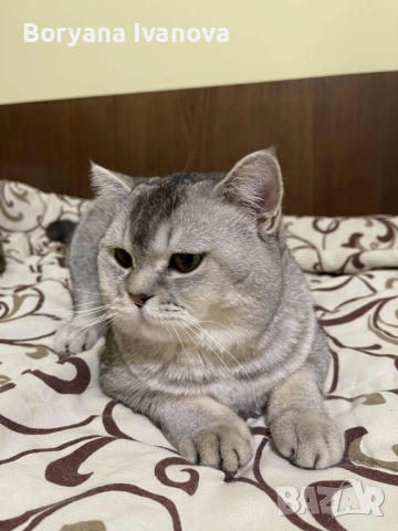 Британски късокосмест котарак търси своята дама