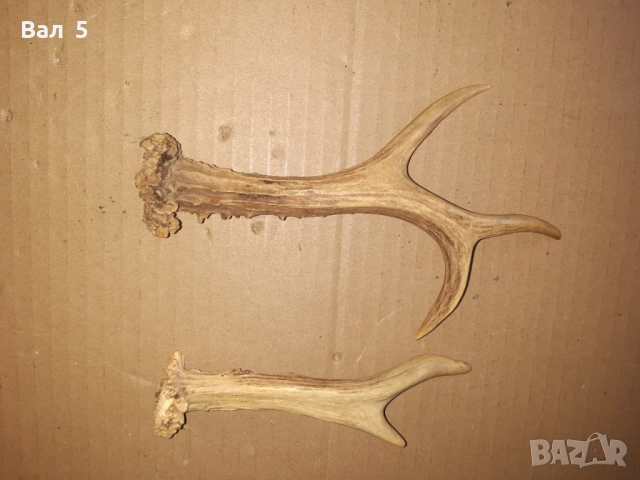 Рога от сръндак - за дръжки на нож и други, снимка 3 - Антикварни и старинни предмети - 52839941