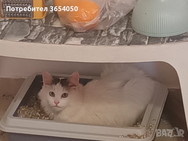 Сибирски ангорец с хигиенни навици , снимка 9 - Ангорски - 53137766