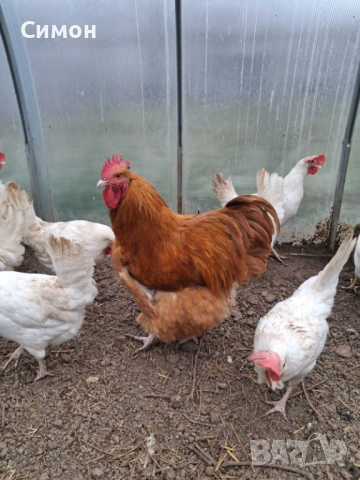 Петли орпингтон , снимка 2 - Кокошки и пуйки - 53260821