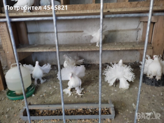 Селекционирани гащати фенерлии, снимка 2 - Гълъби - 53485601