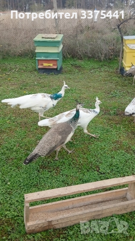 продавам пауни сребърни ,сребърни арлекини,Бели ,обикновени Индийски , снимка 9 - други­ - 52380620