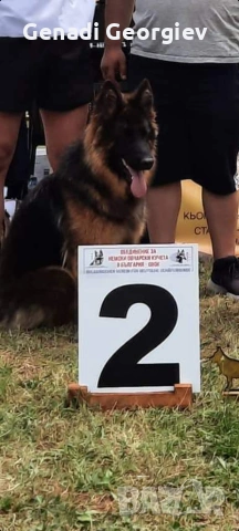 немски овчарки, снимка 3 - Други - 53292143