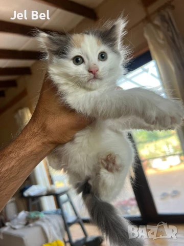 Ангорско Коте с Хигиенни Навици и Доставка до Вашия Град, снимка 7 - Ангорски - 49781355