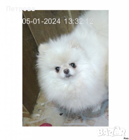Купувам бял мъжки померан с къса муцунка над 20 месеца