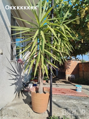 Палма, цвете, Юка, снимка 2 - Градински цветя и растения - 51702487