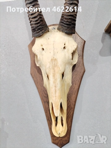 ГОЛЯМ ЛОВЕН ТРОФЕЙ НА АНТИЛОПА, МУФЛОН , снимка 7 - Антикварни и старинни предмети - 53677840