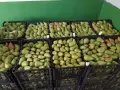Продавам Попска круша, снимка 1