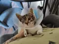 Подарявам малко коте, снимка 5