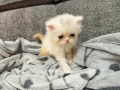 Персийско коте- женско, снимка 2