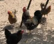 Катунски нови видове - Кокошки и Петли, снимка 4