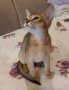 Абисинчета, абисински котенца, снимка 3