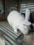 Заек цика на 6 месеца , снимка 5