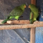 продавам червенокрили папагали 2025 чифт, снимка 3