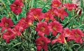 Цветя Хемерокалис – разсад за пролетно засаждане, снимка 3