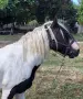 Мъжки кон за разплод. , снимка 2