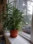 Продовом алое и бенджамин, снимка 1
