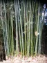 100 Семена от гигантски бамбук Moso Bambo градински горски декоративни растения за дома и двора бамб, снимка 12