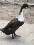 индийски бегачи чифтове, снимка 1